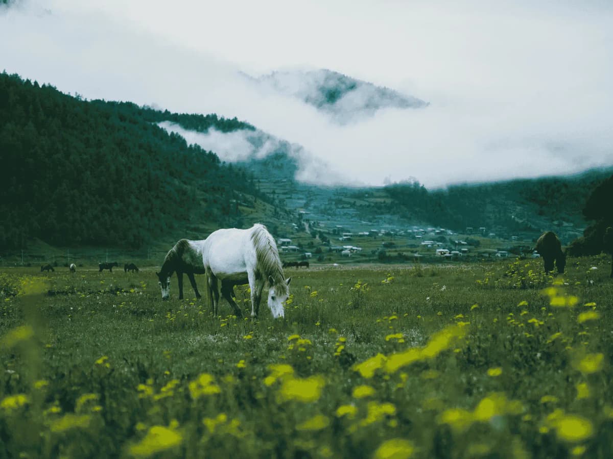 hidden-region